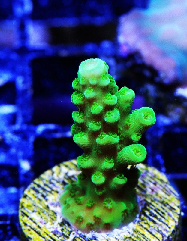Bali Green Slimer Acropora Frag Zoanthids Zoa Paly SPS LPS Corals, WYSIWYG