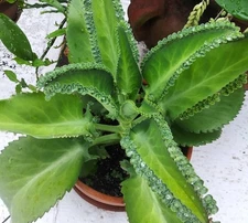 Mother of Thousands  Mexican Hat Plant Kalanchoe Succulent