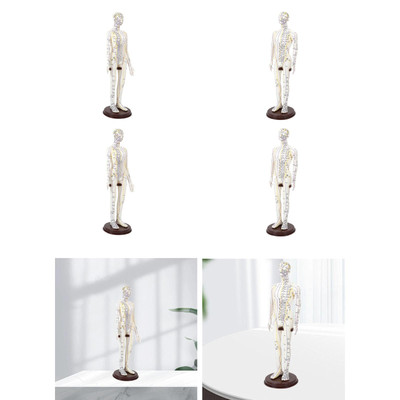 Akupunkturmodell für Profis mit Standstudie Human Practice Model