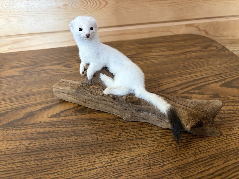 New Weasel On Driftwood Taxidermy. Man Cave Decor  12 By 6