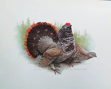 Don Forrest "Spruce Grouse" Ltd. Edition Print