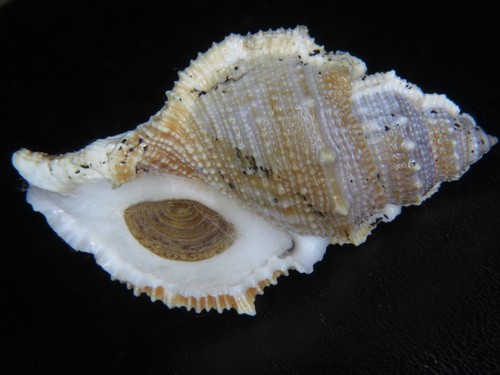 BURSA "BUFONARIA" CRISTINAE:NAMED IN 1989 @ 80.35MM W/OP! LARGEST GIANT ON EBAY!