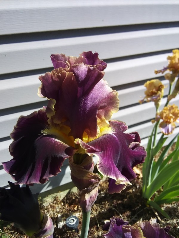 "Luminate" Iris Rhizome