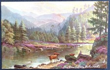 Tuck No. 7148: River Dee (above Balmoral). Cattle. Artist: Longstaffe. Unused.