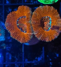 CE- WYSIWY Dream Creamsicle Acan Lord Micromussa - Live Coral Frag LPS SPS #R1A7