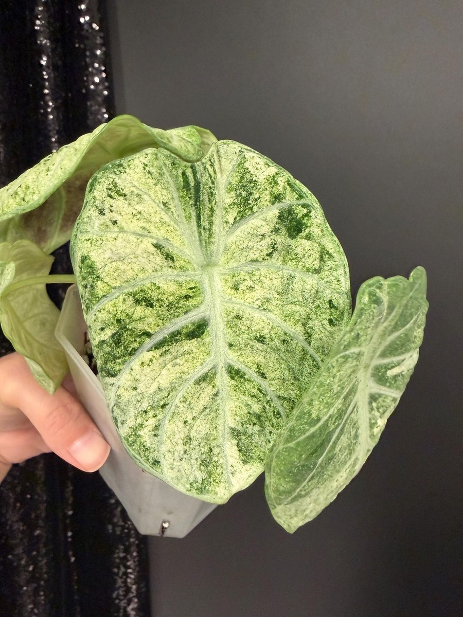 Alocasia Ninja Tricolor Variegated, US Seller | eBay