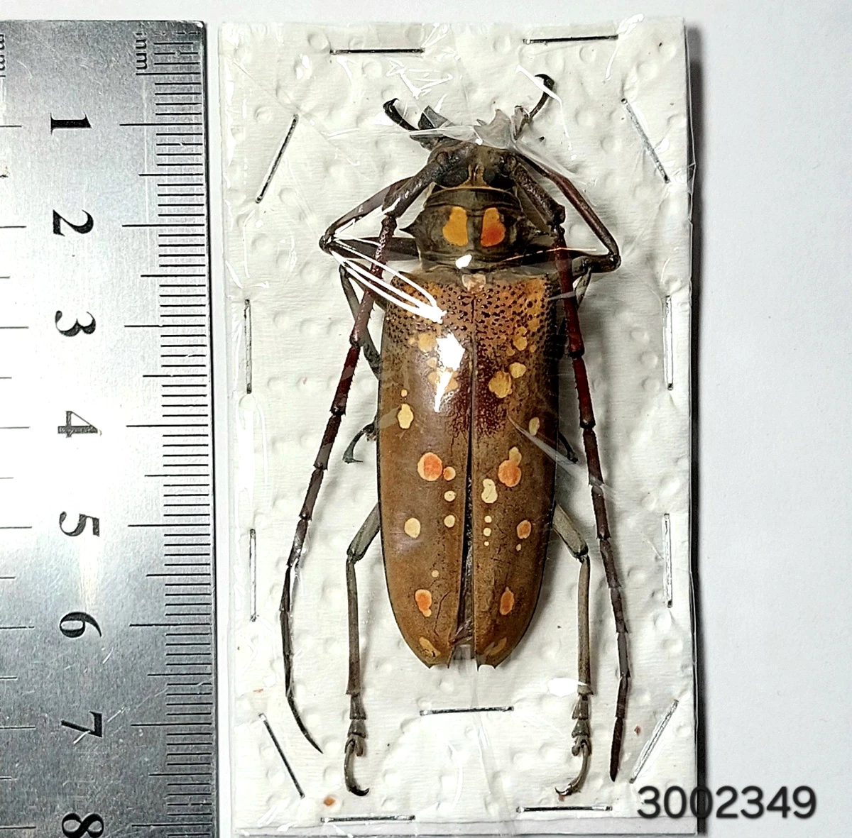 Batocera for sale | eBay