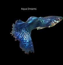 5 2 Blue Dragon guppy fry