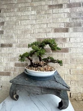 CHRISTMAS GIFT - PREMIUM!! Fantastic Procumbens Nana Juniper Pre-Bonsai, 18 Year