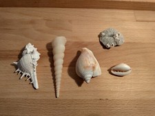 CONCHIGLIE DA COLLEZIONE LOTTO DA 5