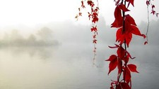 Landscape water leaves mist nature fall lake red Custom Gaming Mat Desk