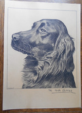 VINTAGE - DRAWING - ''THE IRISH SETTER''  by FRANKLIN - UNFRAMED