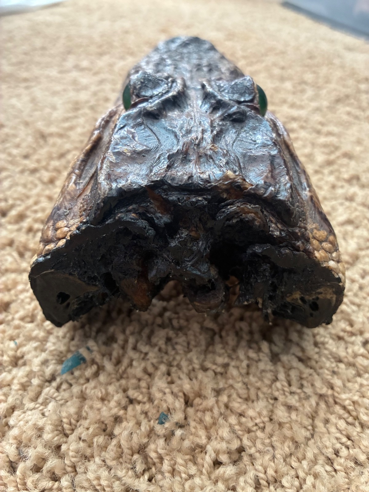 Vintage Taxidermy Real Genuine Baby Alligator Head - Florida