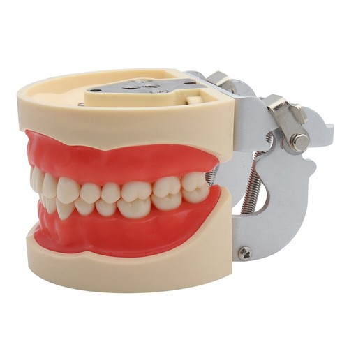 Dental Teaching Practice Preparation Tooth Mold Removable Adult Child Teeth - Picture 20 of 36