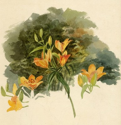 Orange Lilie (Lilium bulbiferum) Blumenstudie Gemälde um 1882 Lilla S. Original