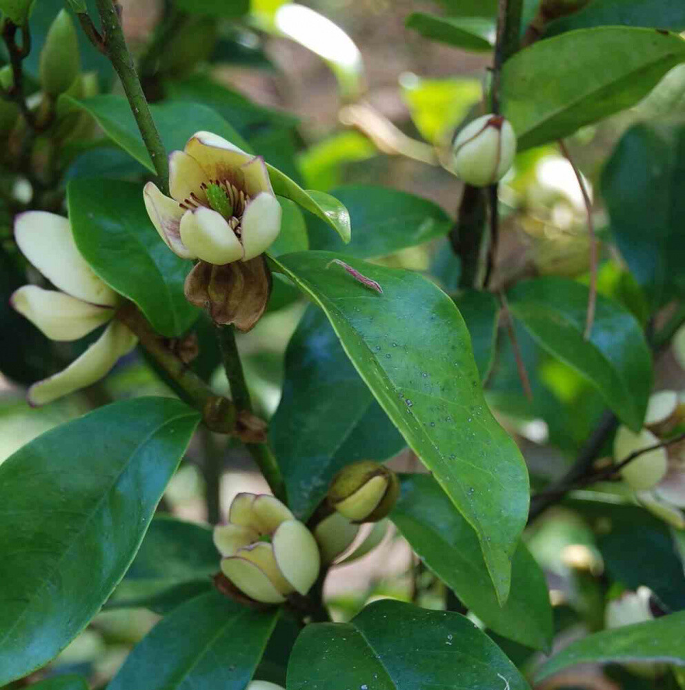 Michelia figo arbuste banane à floraison parfumée et feuillage persistant vert