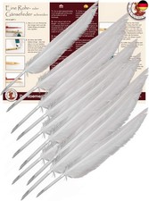 Forum Traiani Feder zum Schreiben 10 Stk. Kalligraphie Schreibfeder, Federkiel