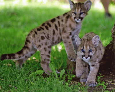 Nature COUGAR CUBS Glossy 8x10 Photo Animal Print Wall Art Poster Mountain  Lion