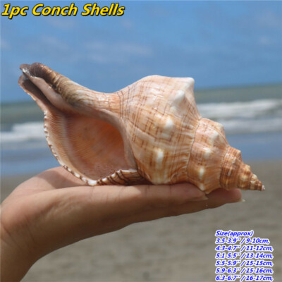 1 Stück Natürliche Muschelschalen Aquarium Meeresschnecke Aquarium Hausschmuck Landschaft