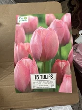 15 Bulbs Tulip Mystic Van Eijk Tulip Bulbs Pink Excellent Flowers Sep To Dec