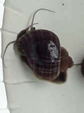 Live Freshwater Aquarium Magenta Mystery Snails 3x Tropical