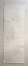 Disegno antico, panno d'inchiostro, studio per insetti, XX secolo