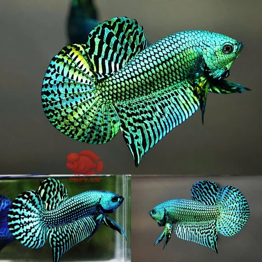 Las mejores ofertas en Flower Horn Tropical peces vivos para