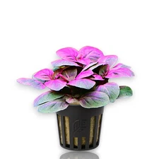 Lobelia Cardinalis Mini | Aquarium Plants Factory®