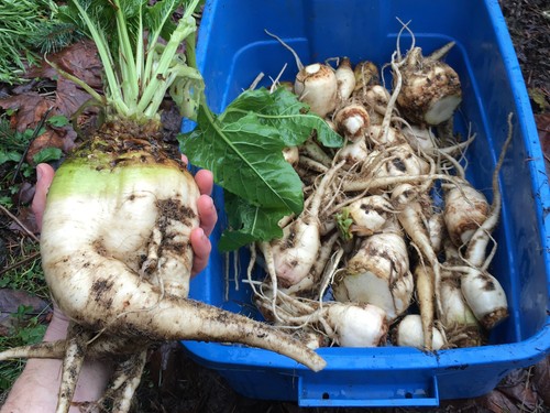 Sugar Beet Seeds - Beta Vulgaris var. Altissima - Delicious & Versatil - Picture 2 of 6
