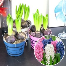 Hyacinth (3 Bulbs in a Pot) Pink Blue White Colour