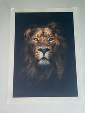 Lion Print Canvas Wall Art 14 x 18 Inches Unframed Great Condition