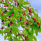 10 X WILD MULBERRY SEEDS-FRUIT TREE-NATURAL TEA SUBTITUTE-GARDEN FOOD PLANT