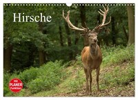 "Calendar 2027 · US Version · Deer (Wall Calendar 2027 17\" × 12\" Landscape), Calv"