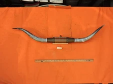MOUNTED STEER BULL  HORNS  4' 8" tip to tip #410 BULL HORN LONGHORN