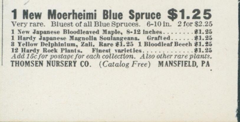 1931 Thomsen Nursery Blue Co Spruce Maple Catalog Offer Mansfield PA Ad BH3