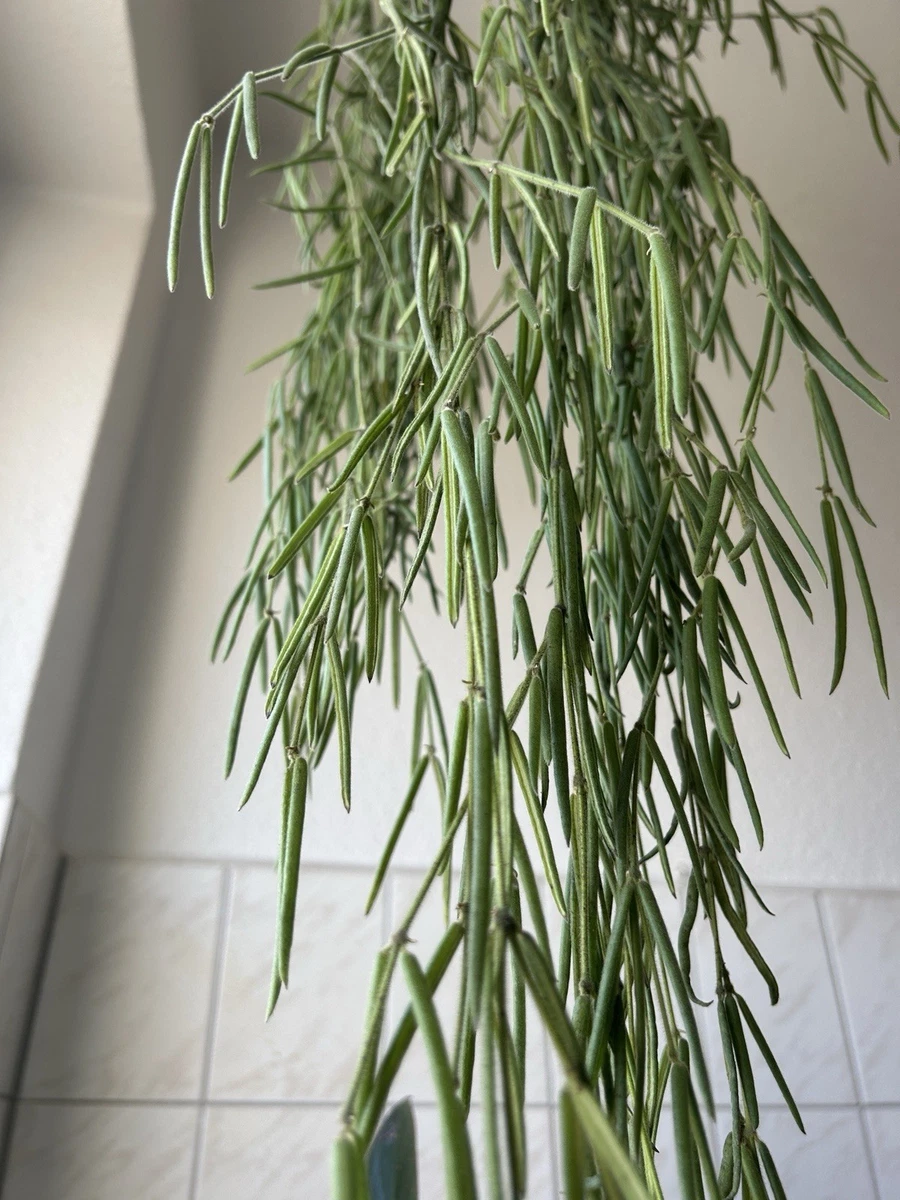 Tropische Wachsblume Hoya Pflanzen, Zimmerpflanzen online kaufen | eBay.de