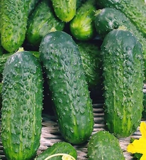 Pioneer (f1) Hybrid Cucumber- 25 SEEDS .