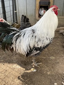 12 +  Silver Deathlayer Chicken fertile hatching eggs. NPIP Cerified