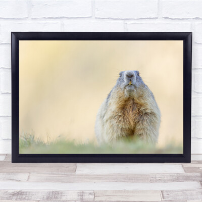 Murmeltier Tierwelt Alpen Österreich Maromata pelzige Begegnung Tier Wandbild Kunstdruck