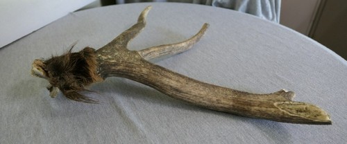 Genuine Whitetail Deer 4Pt Stag Horn Antler Crafts Knife Handle Chew Jewelry 19" - Picture 2 of 9