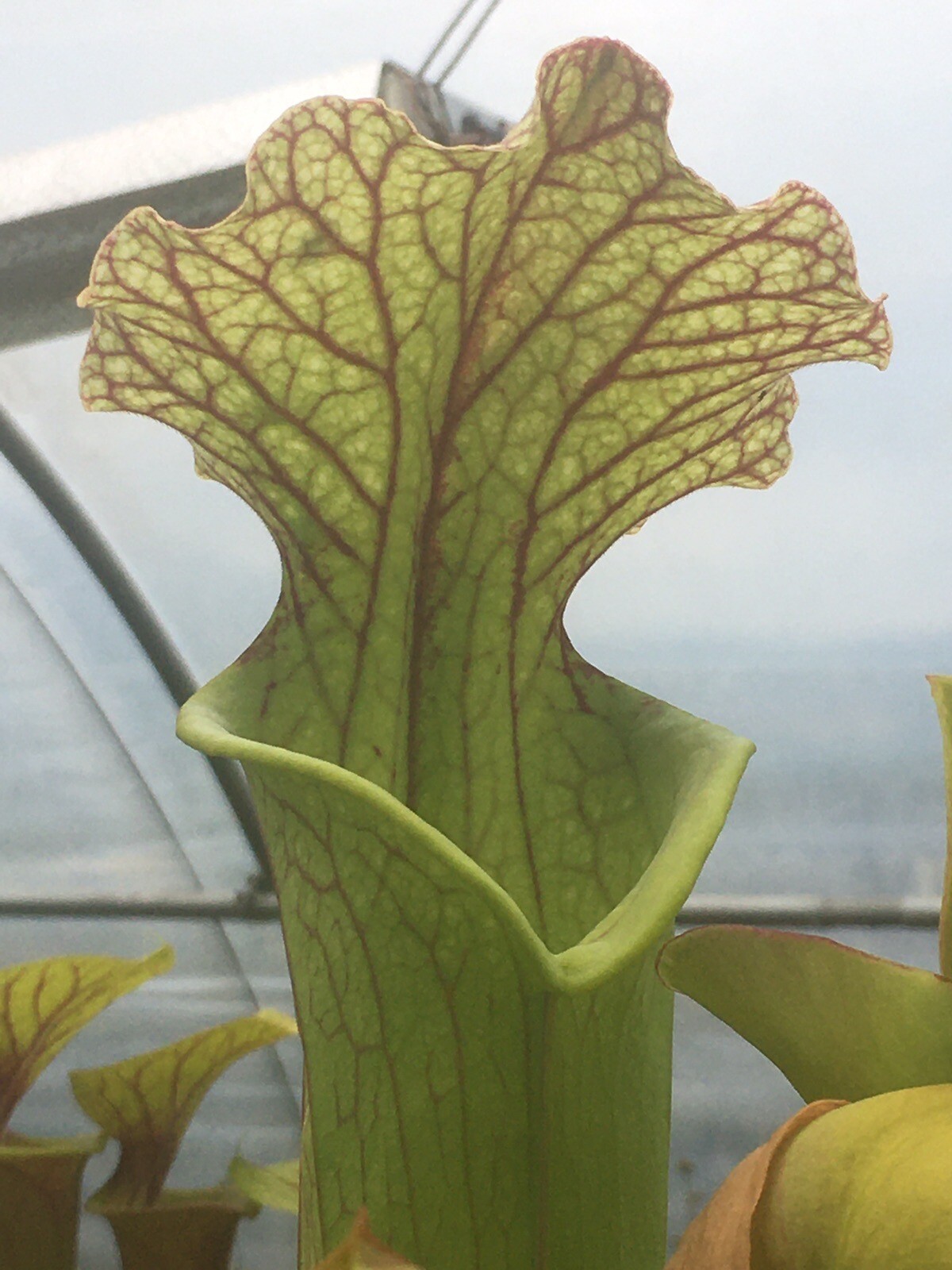 Plantes carnivores Sarracenia Moorei pour végétaliser un balcon ensoleillé