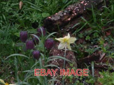 FOTO FRITILLARIES AM DARLANDS LAKE TOTTERIDGE DAS RESERVAT IST SEHR BESCHATTET VON TR