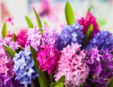 Hyacinth Bulbs Mixed Colours Fragrant Spring Flowering Garden Cut Flowers Pots