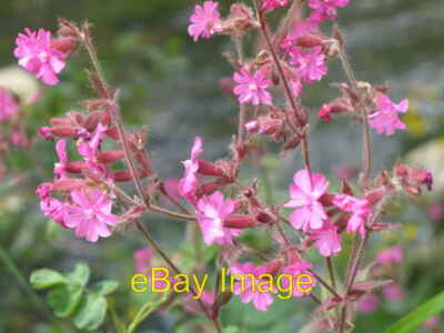 Foto 6x4 Pink Campion Allendale Stadt wächst in Fülle am Ufer o c2008