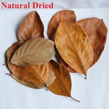 Dried Jackfruit Leaves Dried Artocarpus heterophyllus Pila Jack Tree 100-750g