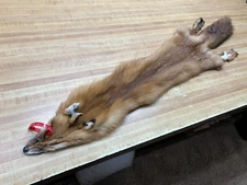Tanned Red Fox Hide DAMAGED Tail Row A-10 #0016188