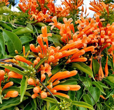 Set 2 Orange Trumpet Vine Live Plant - 4-6" Tall