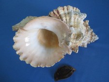 GIANT Tutufa bubo + opercular  285mm length=11.22 inch(460mm Waist)-Nice color