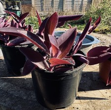 Tradescantia Pallida Purple Heart in large Pot - Colourful Trailing Indoor Plant