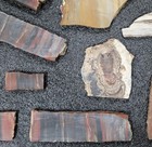 BEAUTIFUL PETRIFIED WOOD FOSSIL SLAB LOT!   GREAT FOR DISPLAY AND COLLECTING! — photo 9